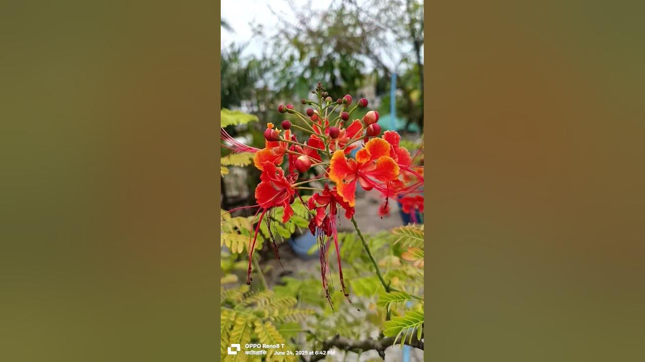 #love #song #entertainment #nature #unfrez #bollywoodsongs #duet #bolleywoodsong #hindisongs #flower