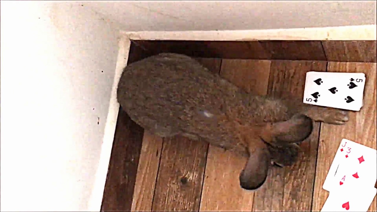 RABBIT PLAYING RUMMY CARDS, Very Cute