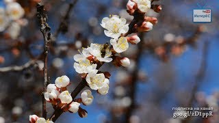 Весна. Цвет абрикоса. Пчёлы. Пенье птиц. HD Footage. Природа. Релакс