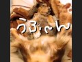 わたし、犬、いぬ アンジー編