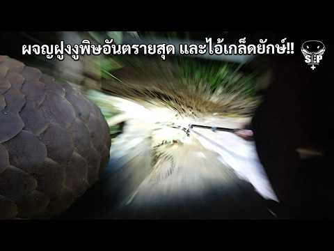 SEP EP.112 ผจญฝูงงูพิษที่อันตรายที่สุด และไอ้เกล็ดยักษ์!!