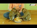Family Monkey Kako | Little Luna With Adorable Kako And Tiny Baby Monkey Eating Big Bread