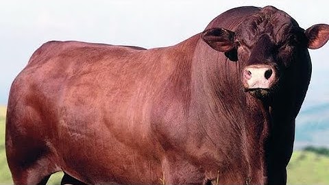 Senepol Cattle: The Tropical Breed Built for Modern Ranches