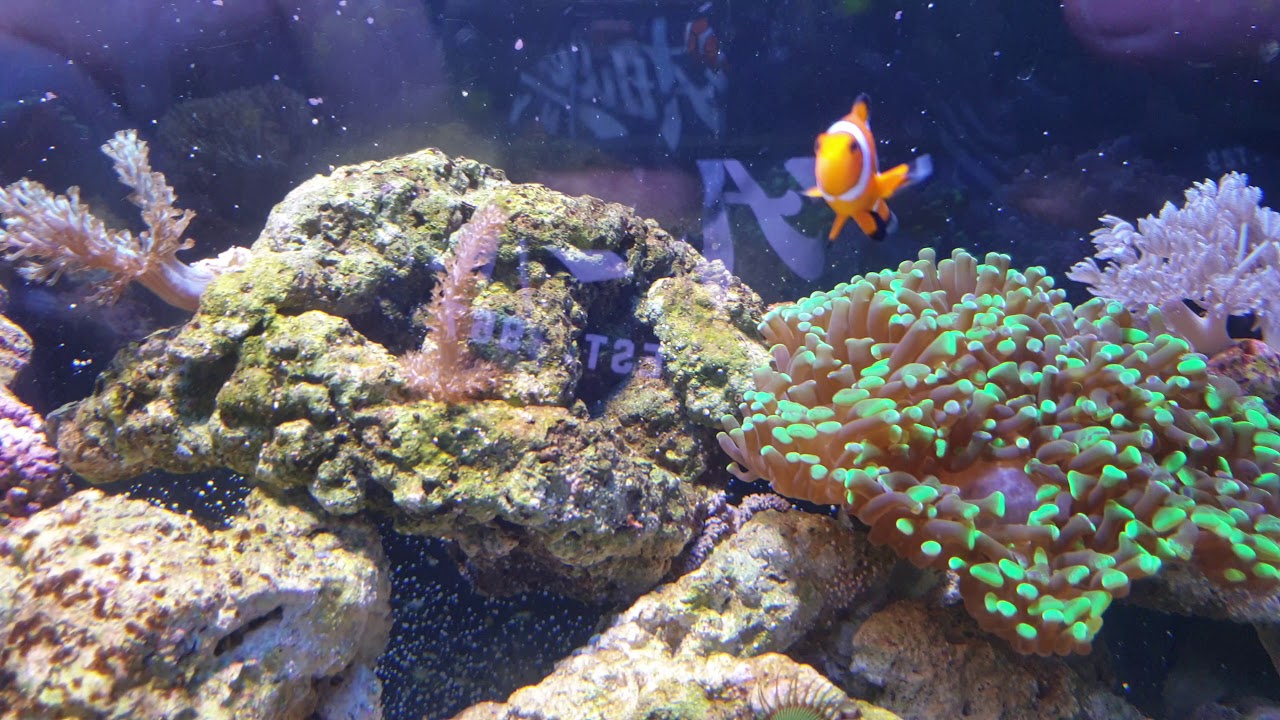 Filter pomp kapot! YouTube