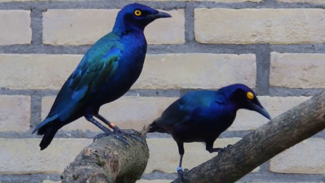 Purple Glossy starlings in aviculture