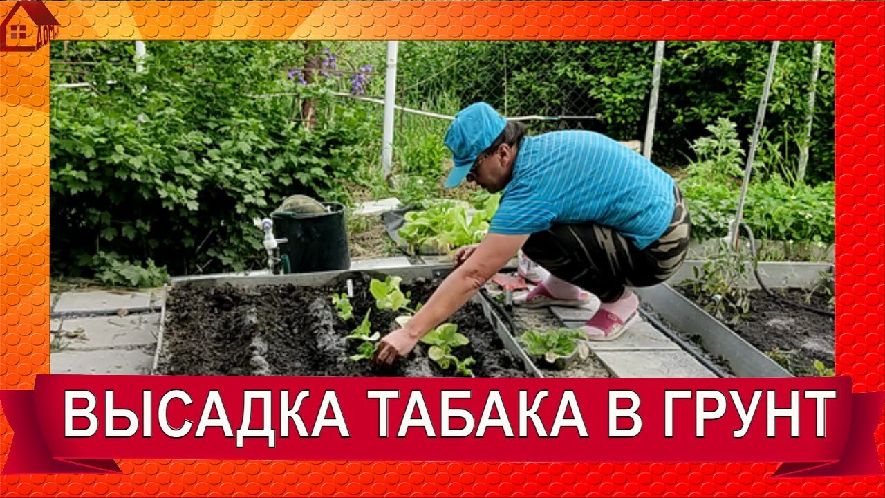 Томат Черная гроздь