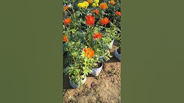 Thumbnail of Cosmos Flower Plants Unique Color Pattern #youtubeshorts #cosmos #flowers #gardening