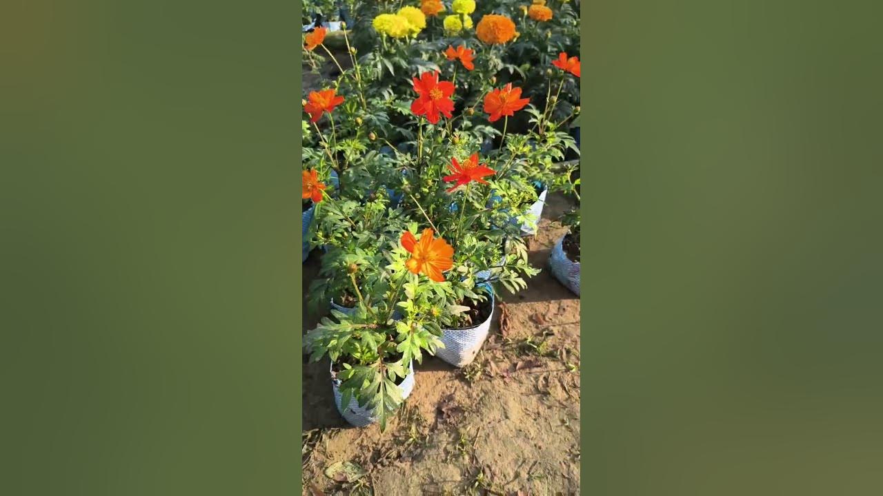 Cosmos Flower Plants Unique Color Pattern #youtubeshorts #cosmos #flowers #gardening
