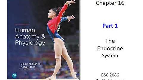 (FAU BSC 2086) Chapter 16 The Endocrine System Part 1