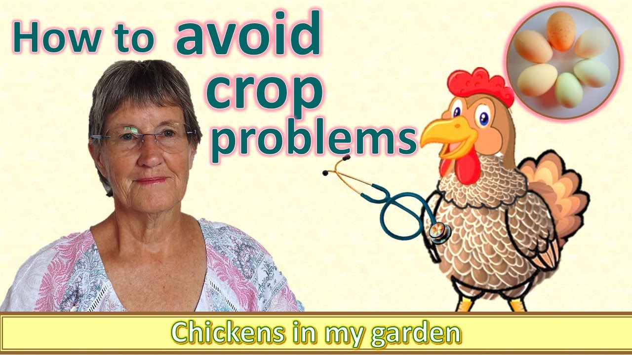 Avoid crop problems - impacted, pendulous and sour crop are easier to prevent than cure