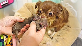 Chihuahua dog wants to bite his puppies? Or wants to love them?