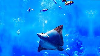 Beautiful Oceans Relaxation - 10 minutes - Ep  6