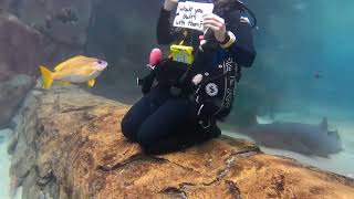 Underwater Sea Adventure Part 1