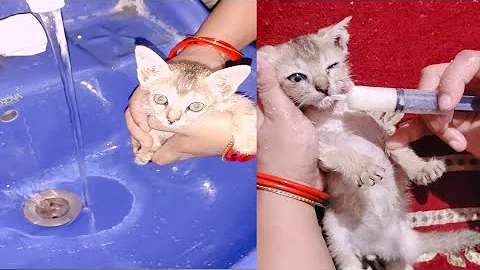 Video 2150071: kitten first bath, bathing reaction, funny pets