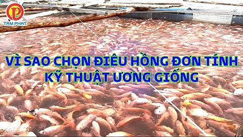 VÌ SAO CHỌN ĐIÊU HỒNG ĐƠN TÍNH– KỸ THUẬT ƯƠNG GIỐNG