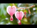 Malargalea malargalea WhatsApp status song