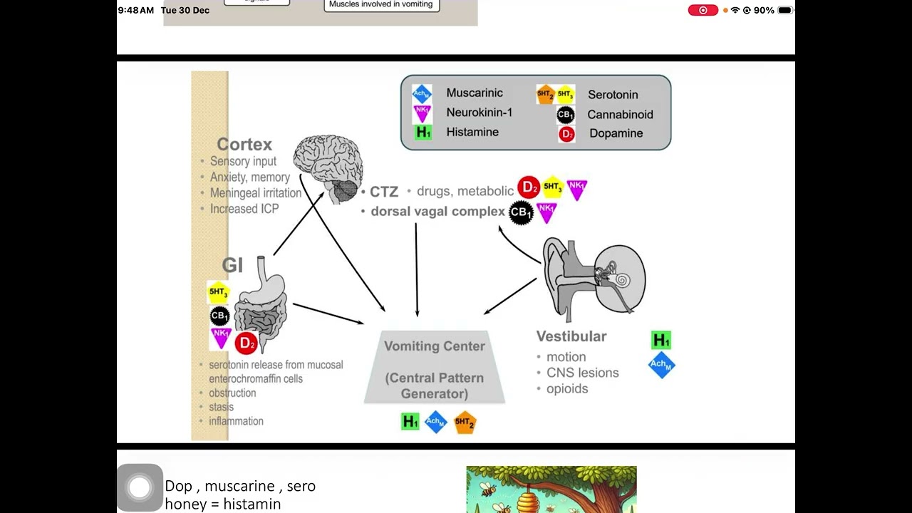 باطنية نظري المحاضرة الثالثة عشرة د. احمد عبد السلام