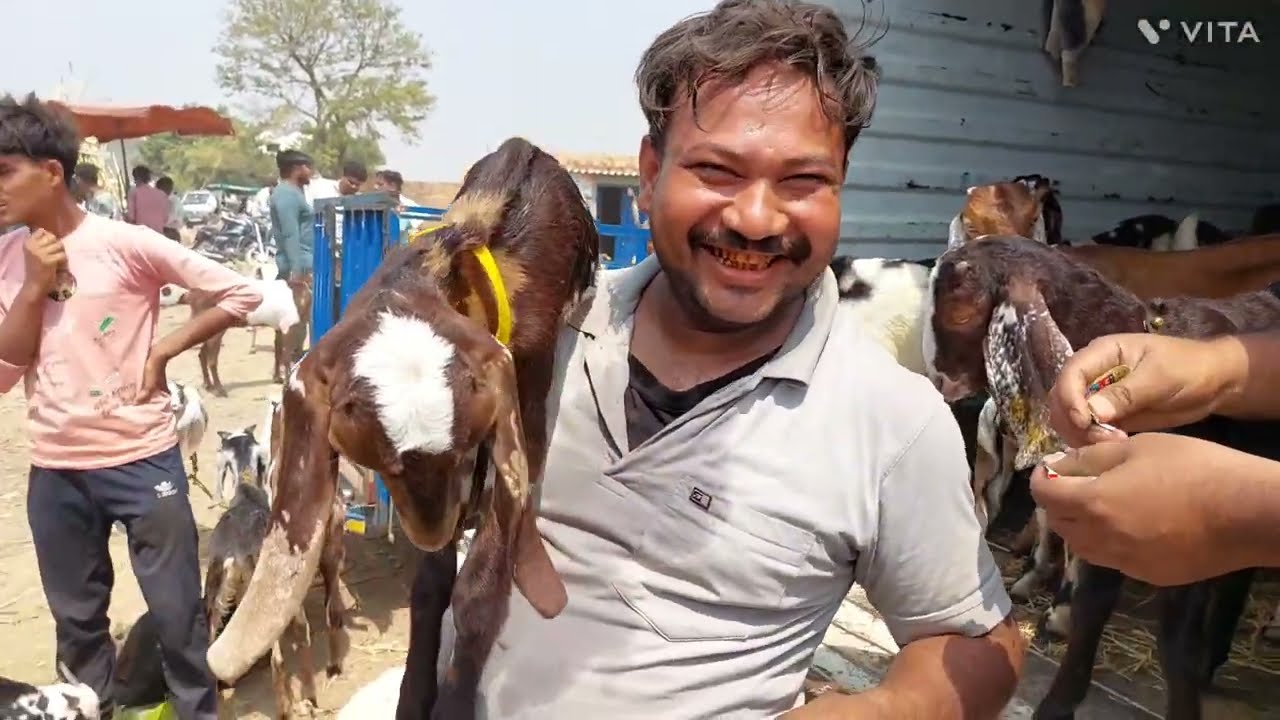 Dabhedi Pashu Mandi | Bakra kurbani | Bakra Eid | Goat Market | Goat Farm | Jhota Race | Bakra ladai