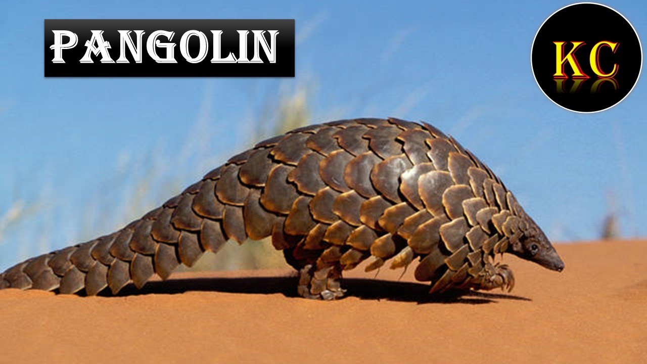 Bulletproof Animals PANGOLIN... ONLY ANIMAL HAVING BULLET PROOF BODY😮🤔 - YouTube