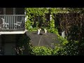 Jankende katten