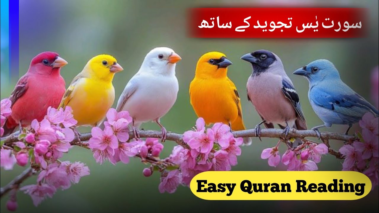 Surah Yaseen Lesson 2 | Tajweed, Makharij & Beautiful Recitation | قرآن سیکھیں دل سے