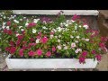 Handy Bed 2x4 Raised Garden Bed Handy Bed 2x4 Raised Garden Bed