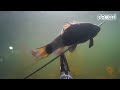 Łowiectwo Podwodne By Procti Sezon 2015 i 2016 #3 Łowiectwo Podwodne By Procti Sezon 2015 i 2016 #2
