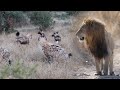 LIONS, WILD DOGS and HYENAS