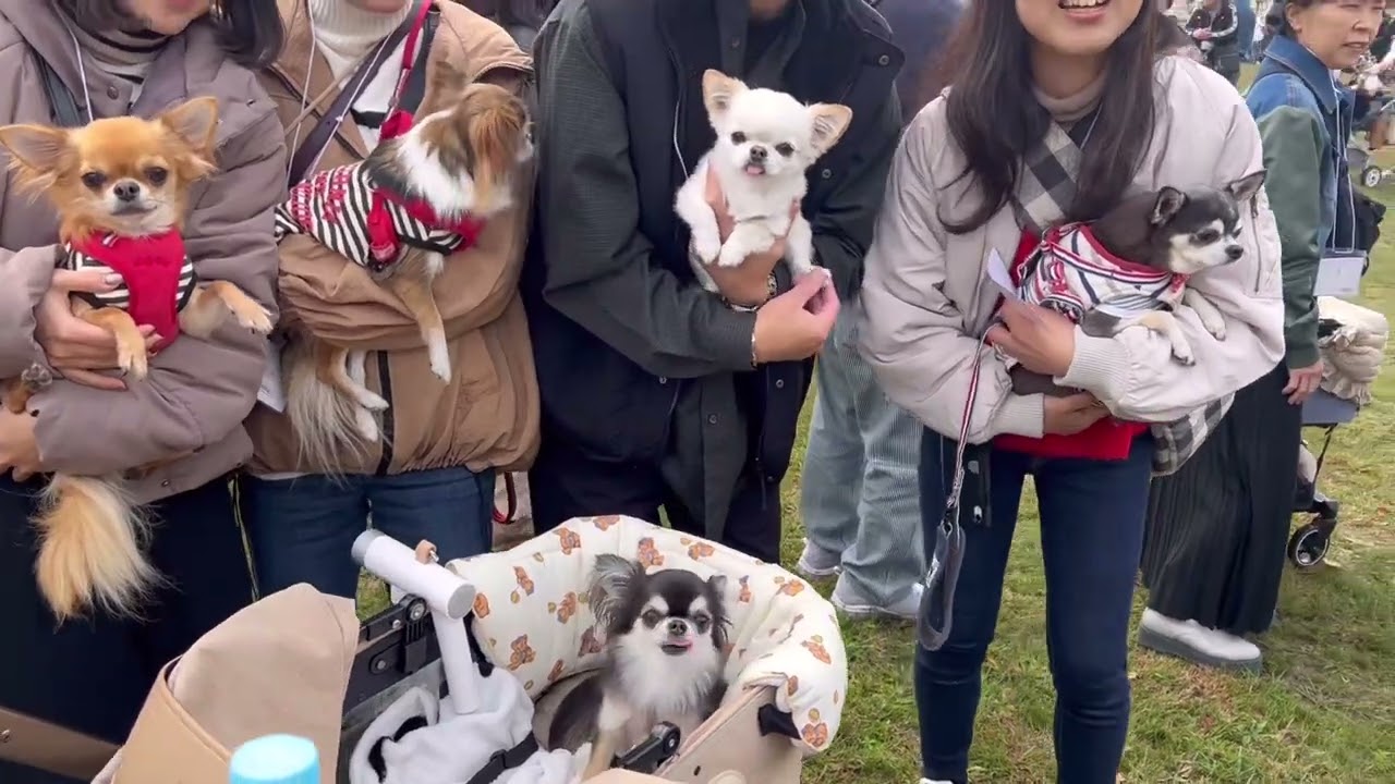 チワワEXPO後編🐻‍❄️🐻‍🚩 えびちゃんおもしろバトル⚔️ ～たくさんのチワワちゃんありがとう～