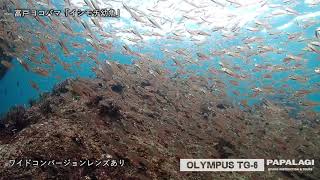 【OLYMPUS TG-6で撮る30秒水中世界】イシモチ幼魚 ワイドレンズありとナシ比較