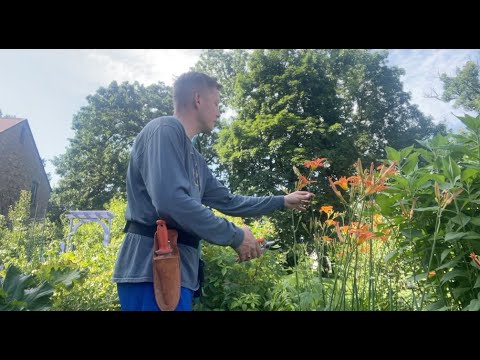 Working Around the Rabbits - Gardening in Wisconsin in June
