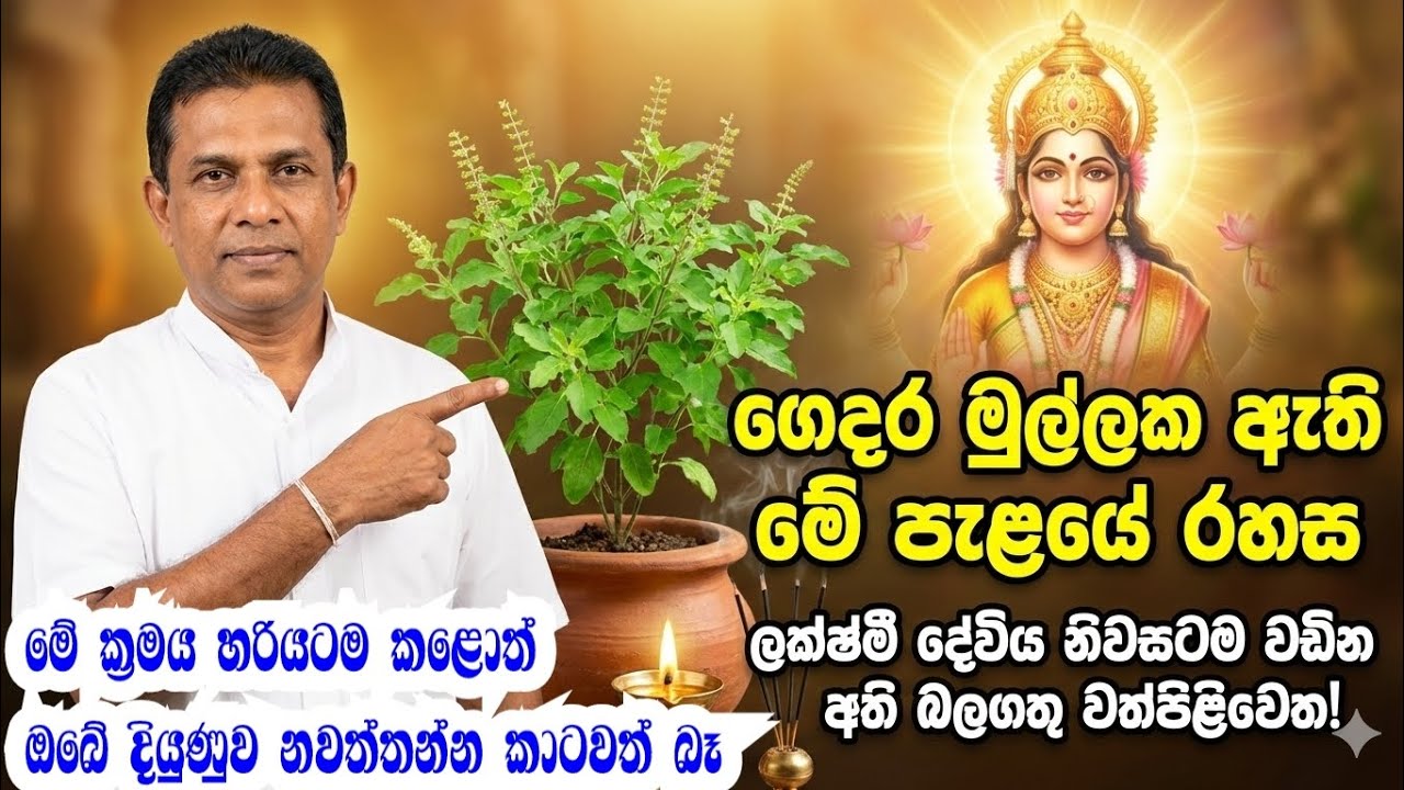 🟡 සල්ලි උතුරන්න සෞභාග්‍යය උදා කරන මදුරුතලා හාස්කම! නිවසේ උතුරේ හෝ නැගෙනහිර මේ පැළයක් හිටවන්න