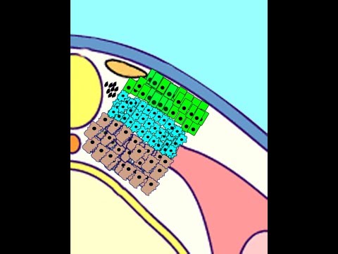 EMBRYOLOGY (VIII): Somitogenesis & Differentiation: Meet the Sclerotome, Myotome, Dermatome