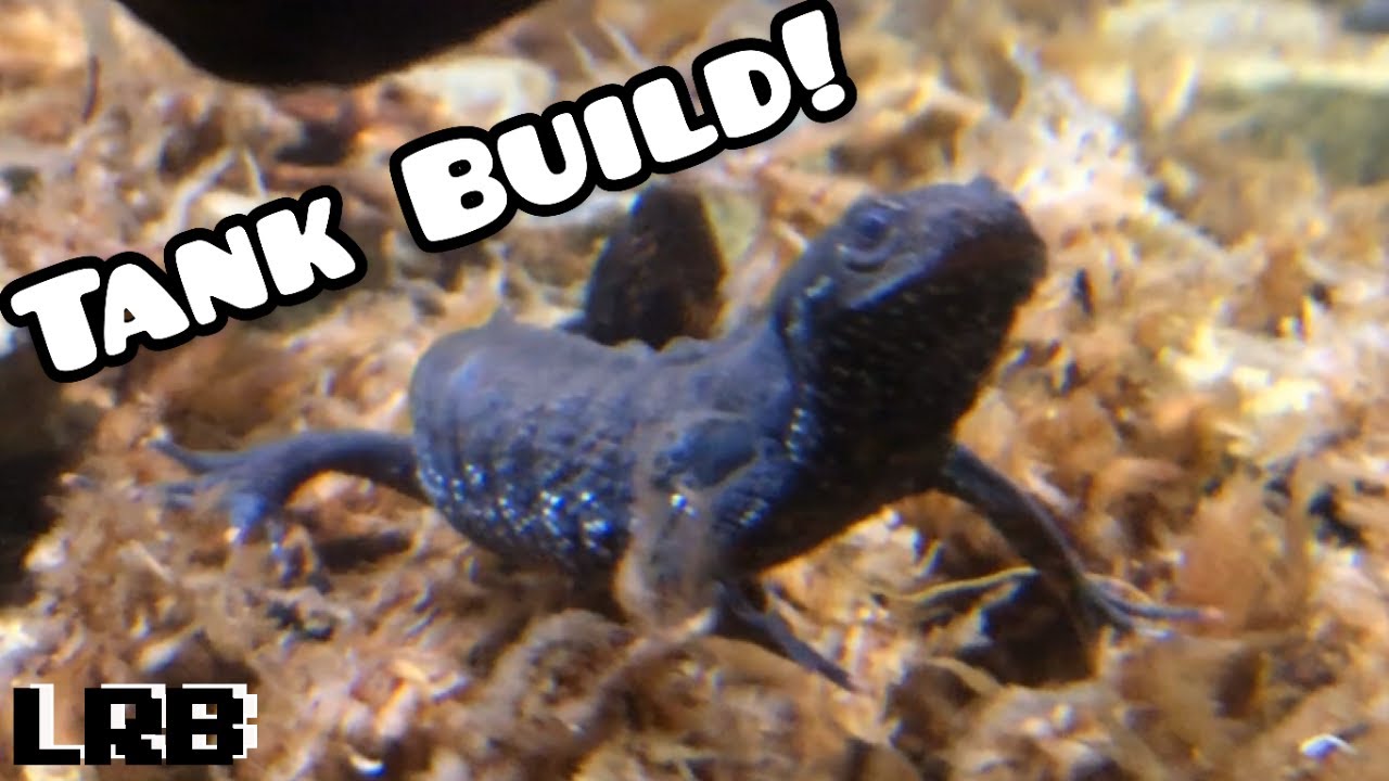 NEWT Aquarium BUILD! NOT the BEST Paludarium Build but Pretty Good