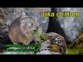 やんちゃかわいいエゾナキウサギの子供は食欲旺盛/ Northern pika children(短編記録映画・8分29秒)・大雪山・ ４K撮影