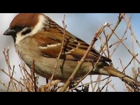 ბეღურების და ზოგადად ჩიტების სარგებელი ბაღ ბოსტანში.