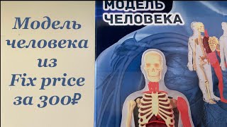 Сборная модель человека из Fix price! Всего 300₽! Очень реалистичная!