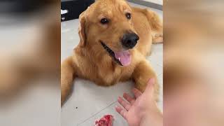 Every wagging tail is a little reminder to keep smiling today