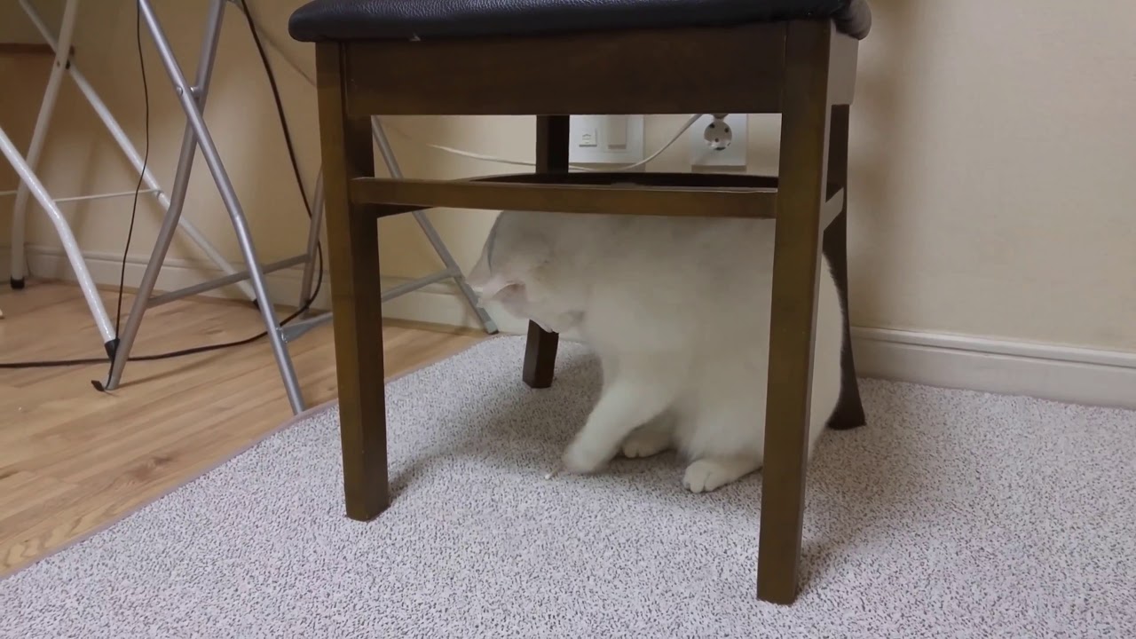 Cotton swab cat YouTube