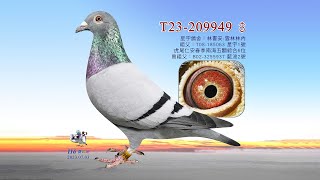 【林書安】T23-209949