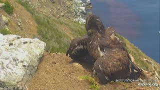 West End Bald Eagle Cam powered by EXPLORE.org. Katrs kumoss jāatkaro:))26.06.2022