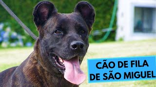 Cão de Fila de São Miguel  Saint Miguel Cattle Dog  Facts and Information