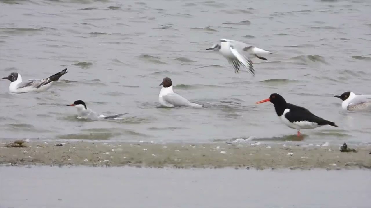 Scholekster (Oystercatcher - Huîtrier pie - Austernfischer)