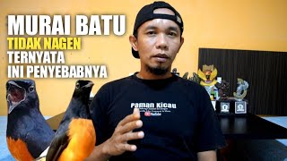 MURAI BATU TIDAK NAGEN SAAT DI LOMBAKAN