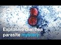 Why is the cyclospora diarrhea parasite spreading so quickly across the US? | DW News