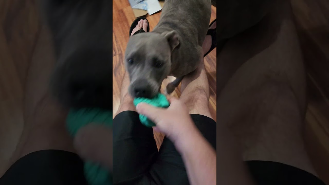 🐶 Dog Pulls | Funny Tug | Luna Pulling Me Around 😂