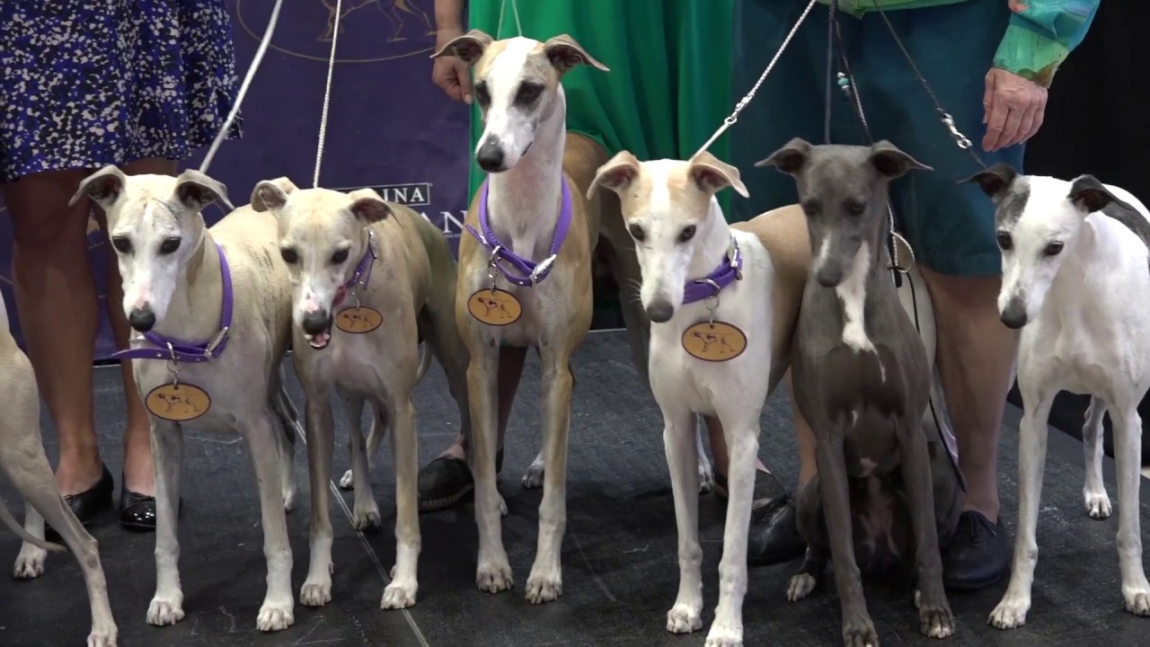 kennel club whippet