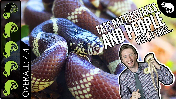 California Kingsnake, The Best Pet Snake?