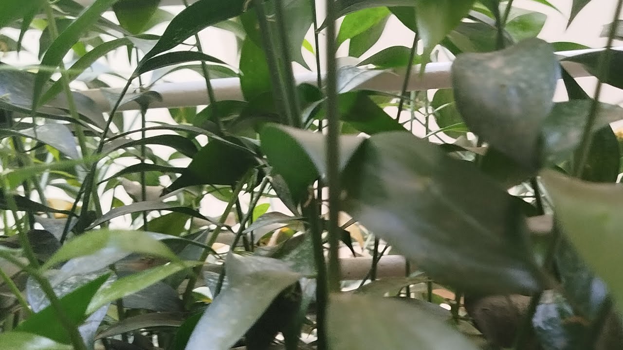 نعمة بالله يارب العالمين