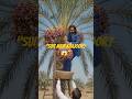 "Khajoor Ka Baag: Iron Ladder Se Todi Taazi Khajoor | Farming Vlog" #Khajoor #DateFarming